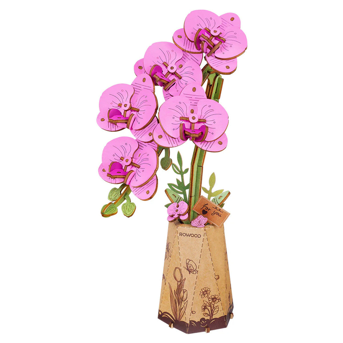 Purple Moth Orchid
